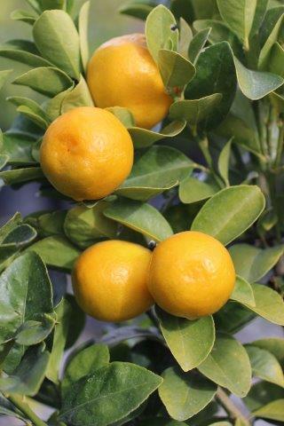 Fukushu Kumquat Fruit